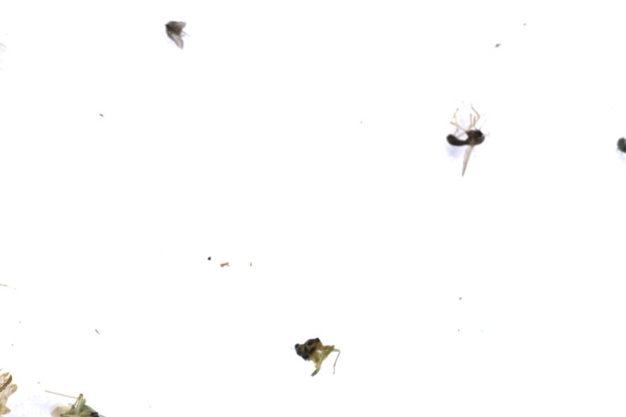 Image 35